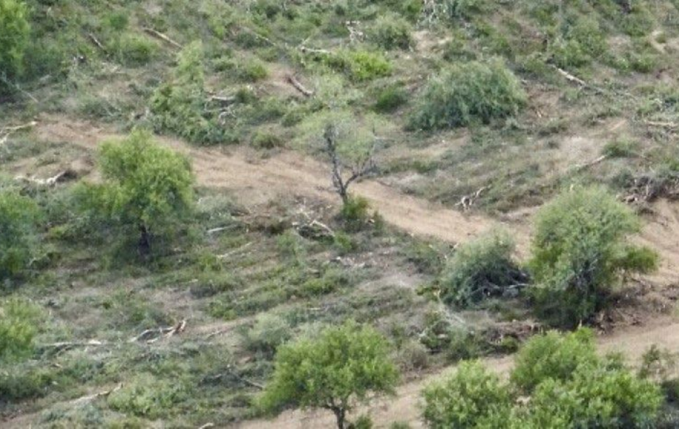 El Gran Chaco, una de las áreas más deforestadas a nivel mundial