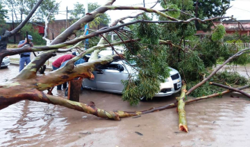 Piran_ dos mujeres resultaron lesionadas tras caer un portentoso _rbol sobre el veh_culo en que transitaban....jpg