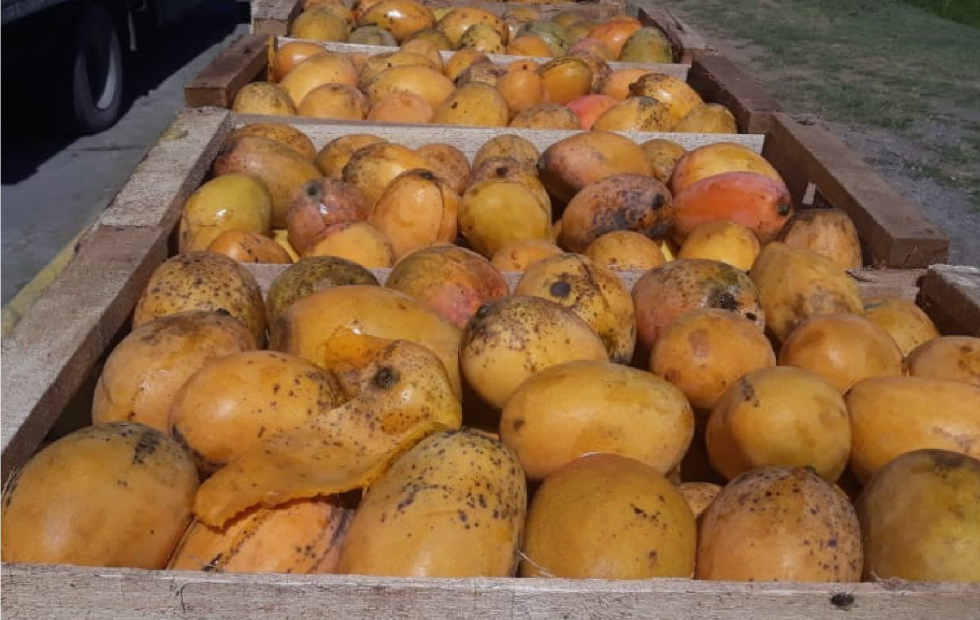 Decomiso y donación de mangos transportados sin documentación sanitaria en Formosa