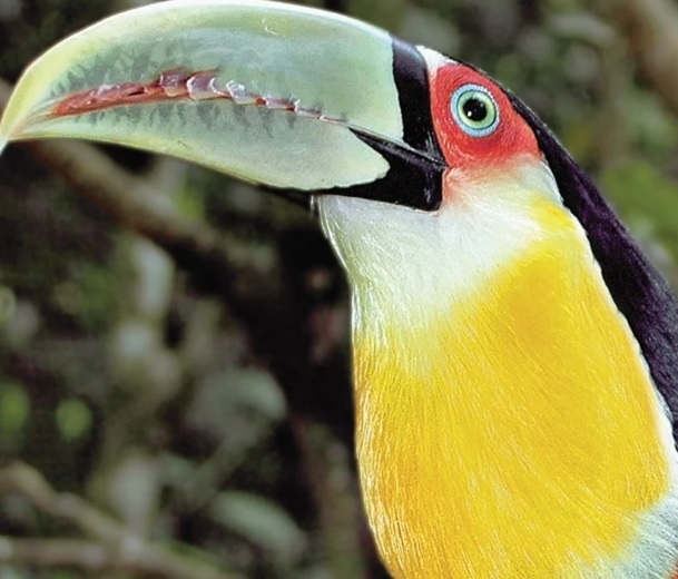 tucan.jpg