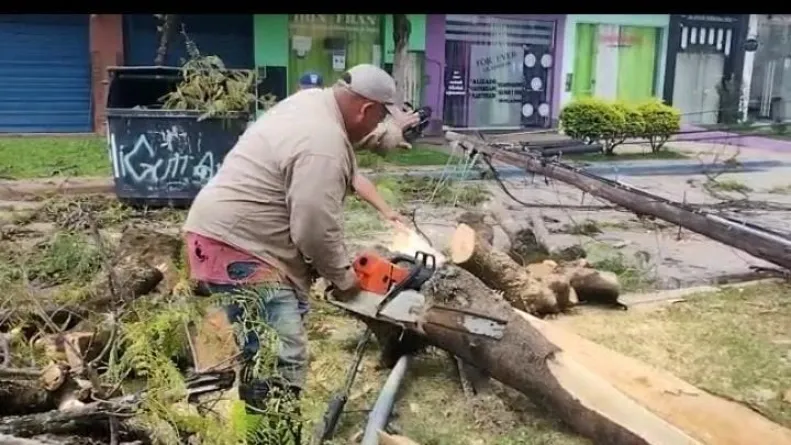 caida de arboles3.jpeg