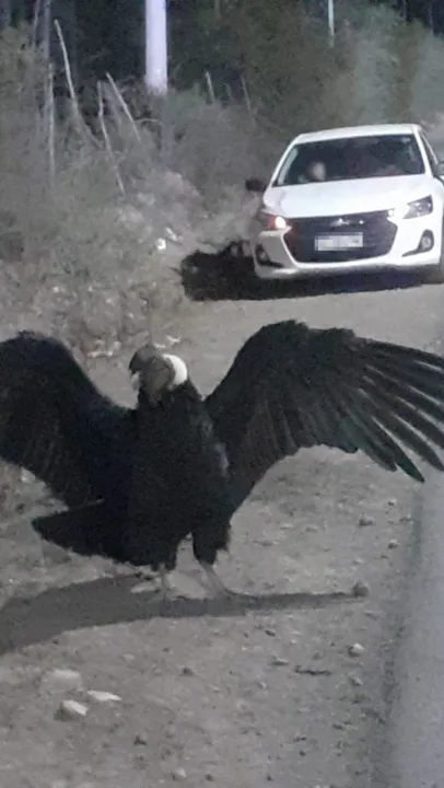 Gendarmes rescatan a un cóndor andino y un ejemplar de ocelote en dos procedimientos (4).jpeg