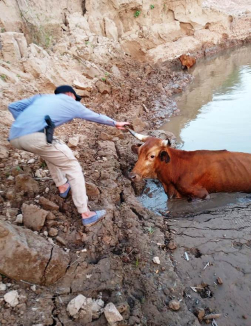 La Polic_a retir_ tres vacunos de la vera del R_o Bermejo...jpg