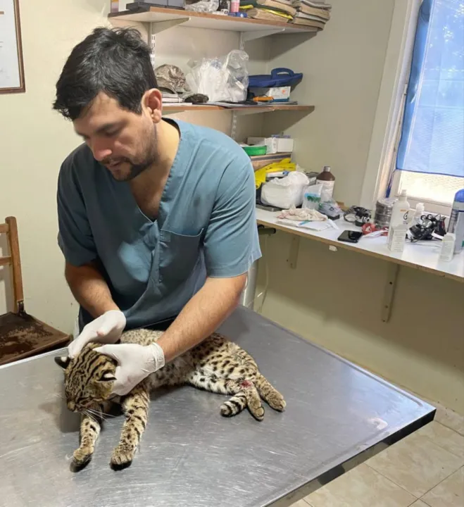 Gendarmes rescatan a un cóndor andino y un ejemplar de ocelote en dos procedimientos (1).jpeg