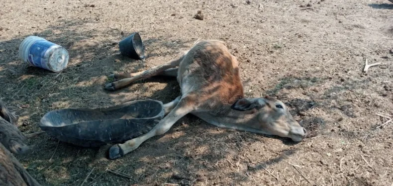 vaca 3.jpg