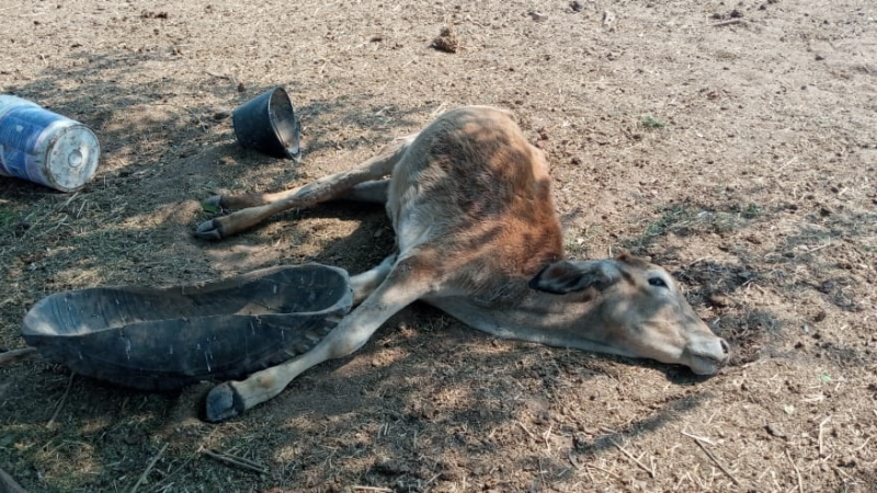 vaca 3.jpg