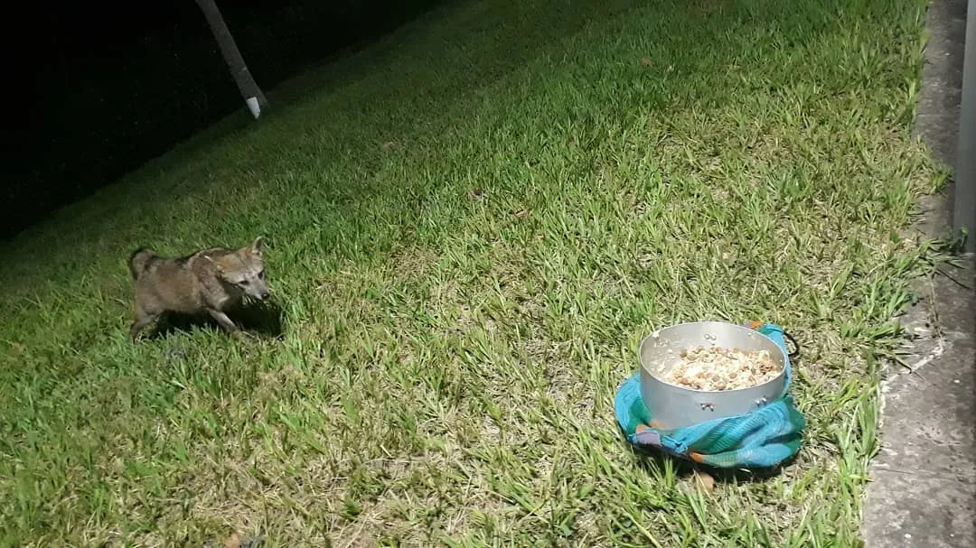 zorrito2.jpg