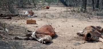 vaca 2.jpg