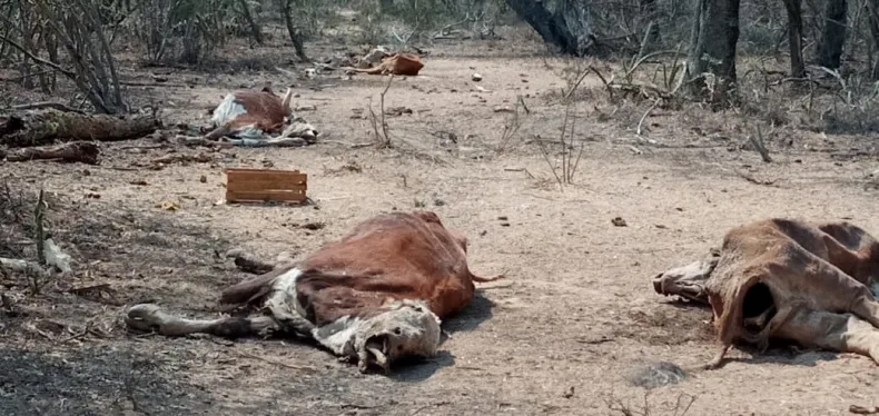 vaca 2.jpg