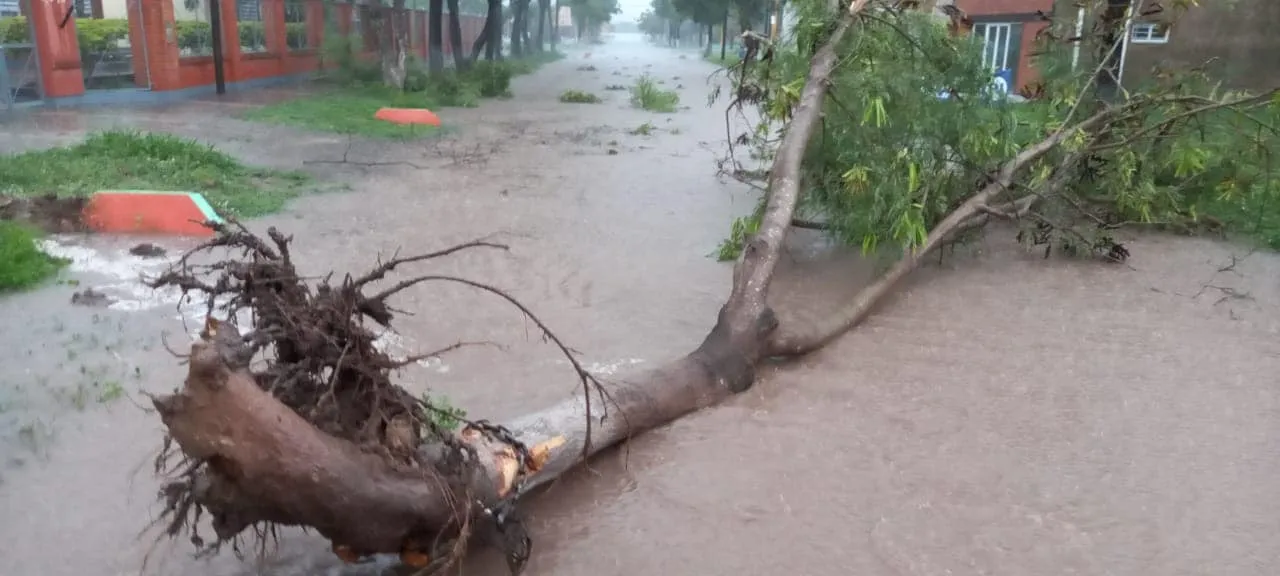 caida de arboles temporal en Perín.jpg