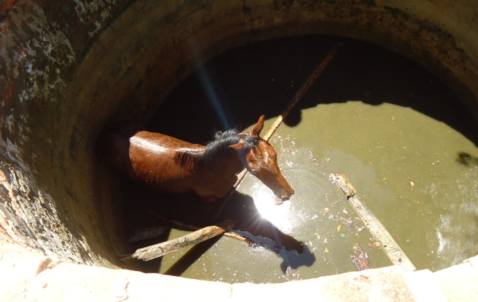 Rescatan un caballo que cayó a un aljibe