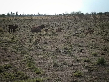 emergenciaagropecuariaformosa.jpg