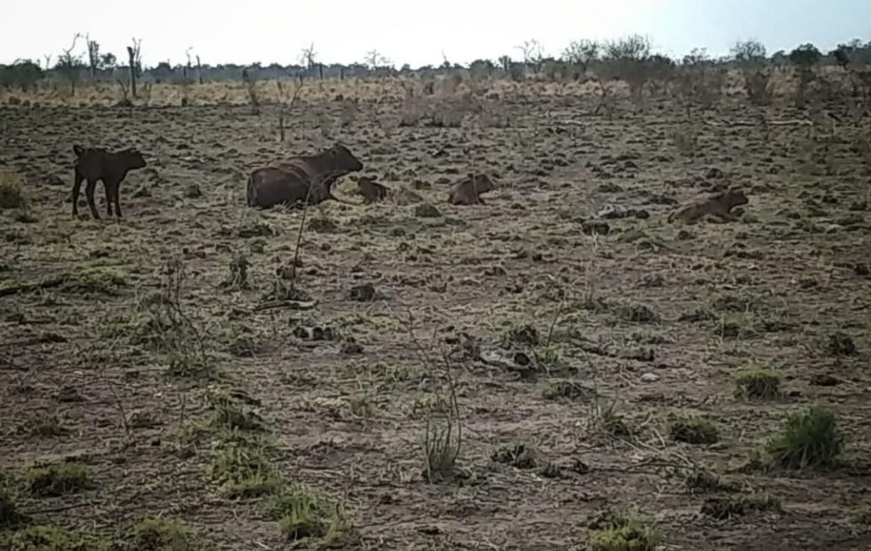 La Sociedad Rural de Formosa cauta con la Emergencia Agropecuaria