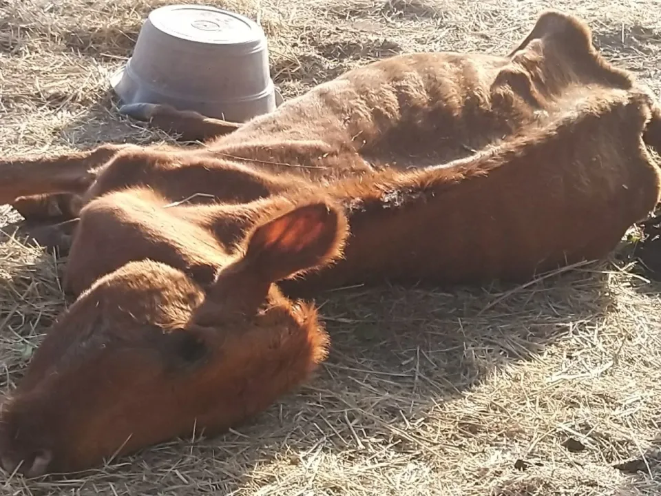 vaca 1.jpg