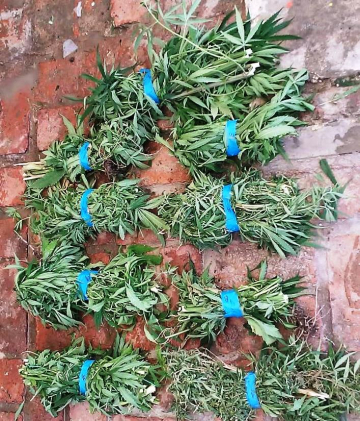 Buscaban una moto robada, y se encontraron con una plantaci_n de marihuana en una vivienda del barrio Evita.jpg