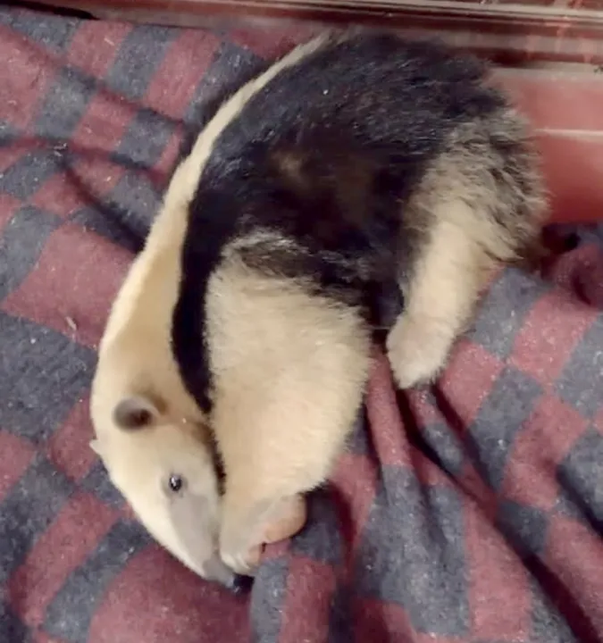 Gendarmes rescatan a un oso melero que se encontraba atrapado en un incendio  (2).jpeg