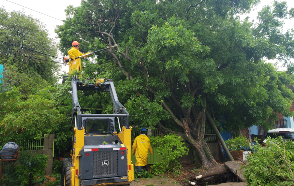 Caída de árboles y daños materiales en la ciudad de Clorinda
